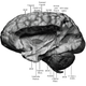 Image for article titled Neuroscientists "Rediscover" A Completely New Brain Part